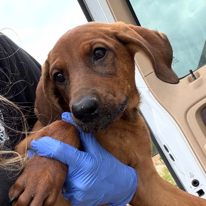 A baby small-sized female Brown / Chocolate Rhodesian Ridgeback dog named Cookie for adoption in Marshall, TX