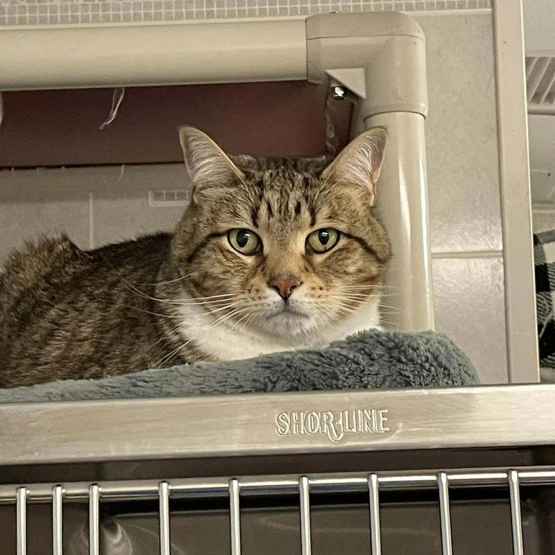 A senior medium-sized male Tabby (Buff / Tan / Fawn) American Shorthair cat named Sammy for adoption in North Kingstown, RI