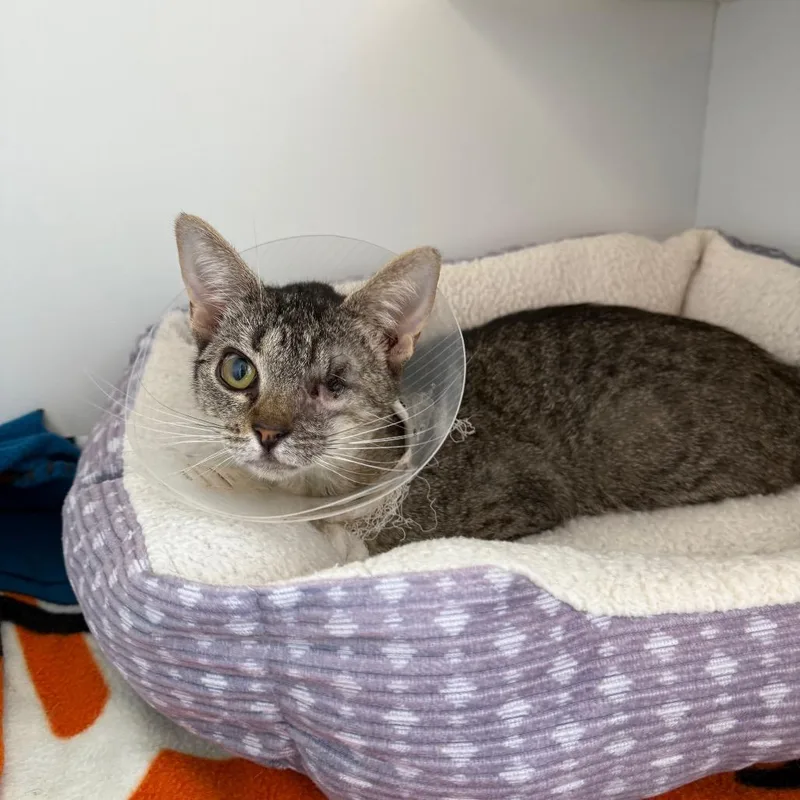 A baby medium-sized female Brown / Chocolate Domestic Short Hair cat named Midna for adoption in Port Richey, FL