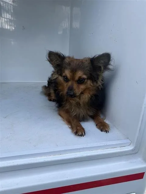 An adult small-sized male Chihuahua dog named Rollie for adoption in Houston, TX