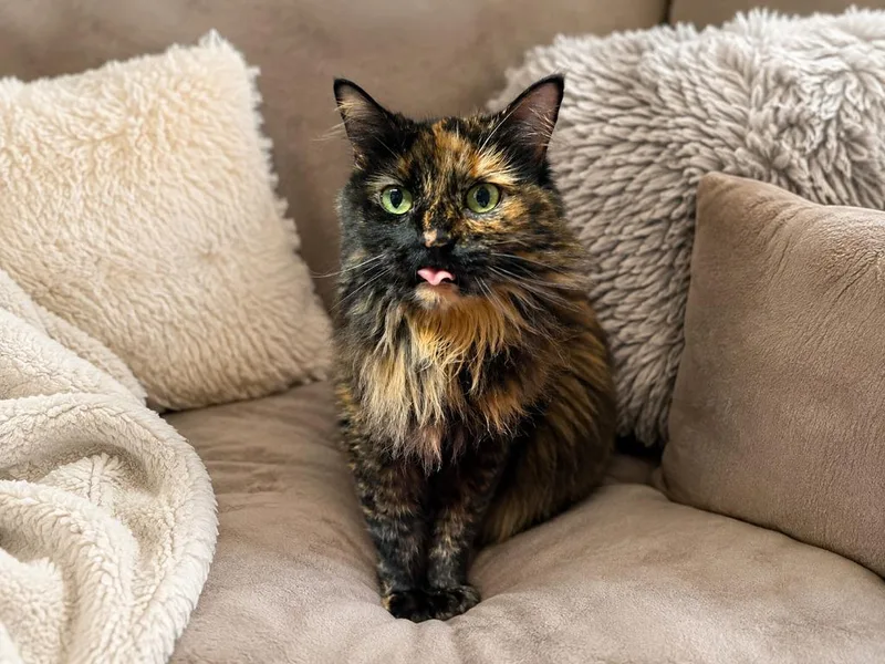 A senior medium-sized female Domestic Long Hair cat named Turtle for adoption in Sebastian, FL