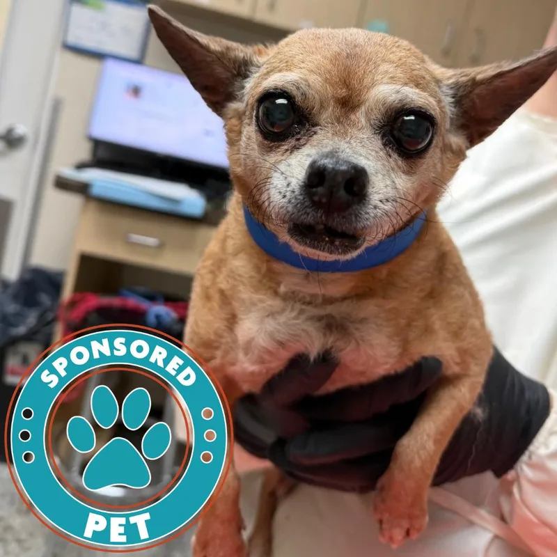 A senior small-sized male Yellow / Tan / Blond / Fawn Chihuahua dog named Mookie for adoption in Lakeland, FL