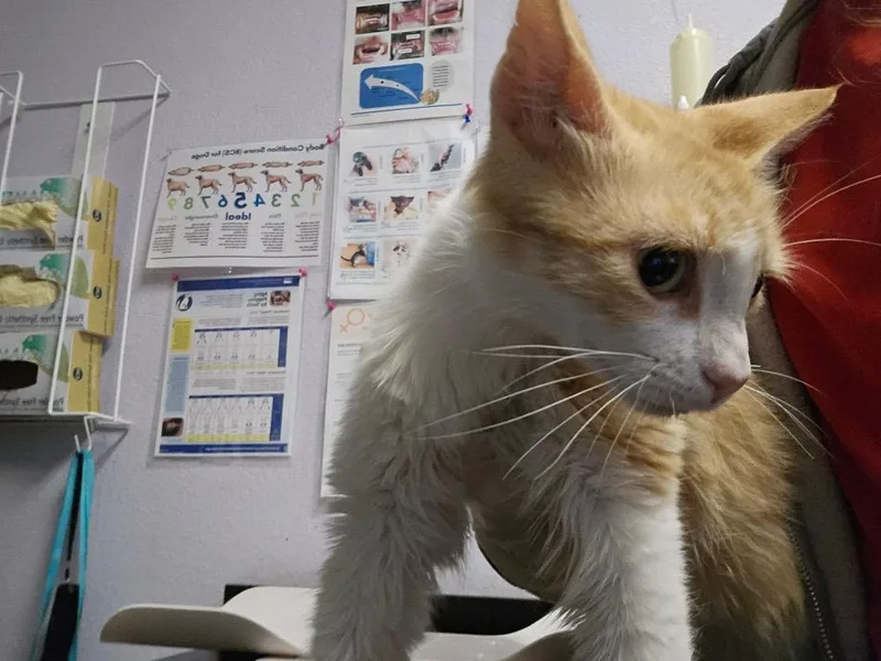 A young medium-sized female Domestic Short Hair cat named Maypop for adoption in New Braunfels, TX