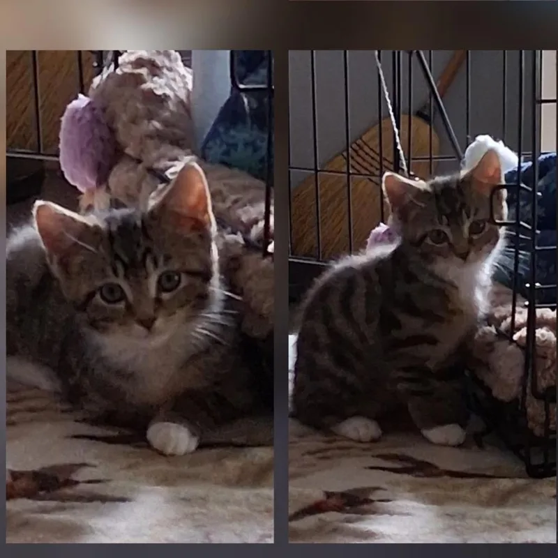 A baby small-sized female Brown / Chocolate Manx cat named Midge for adoption in Kittanning, PA