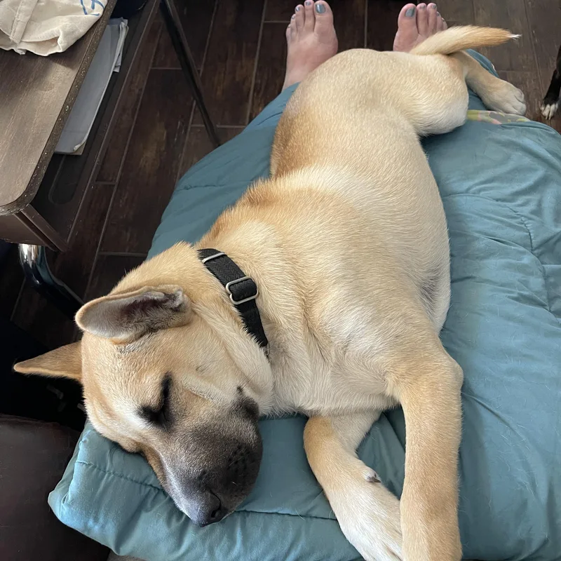 A young medium-sized male Apricot / Beige Husky dog named Charlie for adoption in CORPUS CHRISTI, TX
