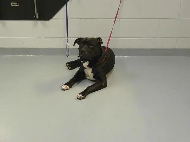 A young medium-sized male Pit Bull Terrier dog named Pancake for adoption in Saint Cloud, FL