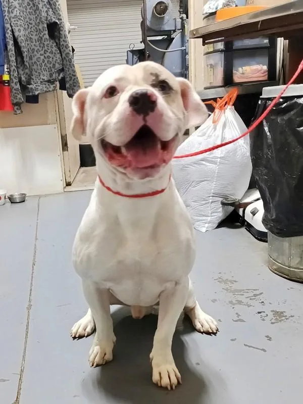 An adult large-sized male Pit Bull Terrier dog named Yeti for adoption in Dallas, GA