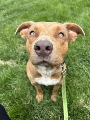 A young large-sized female Yellow / Tan / Blond / Fawn Mixed Breed dog named Annie for adoption in Kansas City, MO