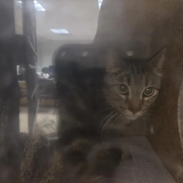 A young medium-sized female Domestic Short Hair cat named Sweetie Pie for adoption in San Pedro, CA