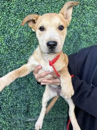 A baby small-sized female Yellow / Tan / Blond / Fawn Mixed Breed dog named Apricot for adoption in El Paso, TX