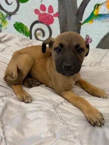 Penelope thumbnail 3