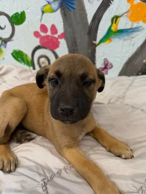 Penelope thumbnail 4