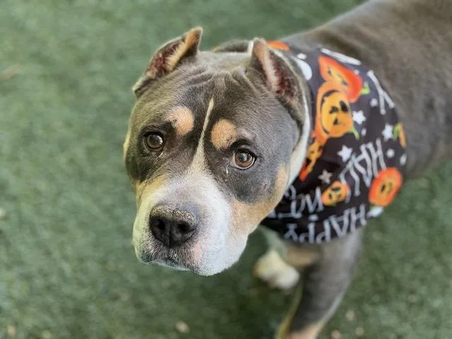 A senior medium-sized male Pit Bull Terrier dog named King for adoption in Charlotte, NC