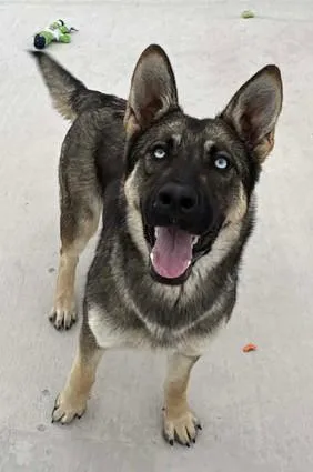 A young large-sized female Shepherd dog named Cardi Bark for adoption in Lampasas, TX