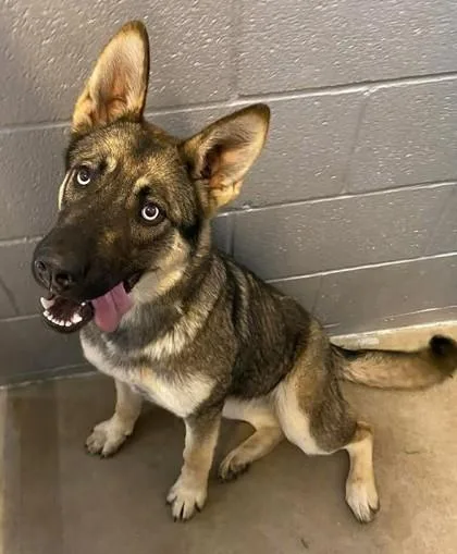 Cardi Bark thumbnail 3