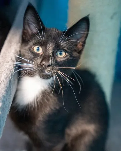 A baby small-sized male Domestic Short Hair cat named Wells for adoption in Pequot Lakes, MN