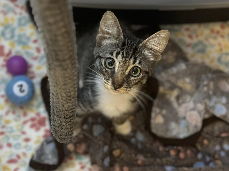 A young medium-sized male Domestic Short Hair cat named Oolong + Matcha for adoption in Davis, CA