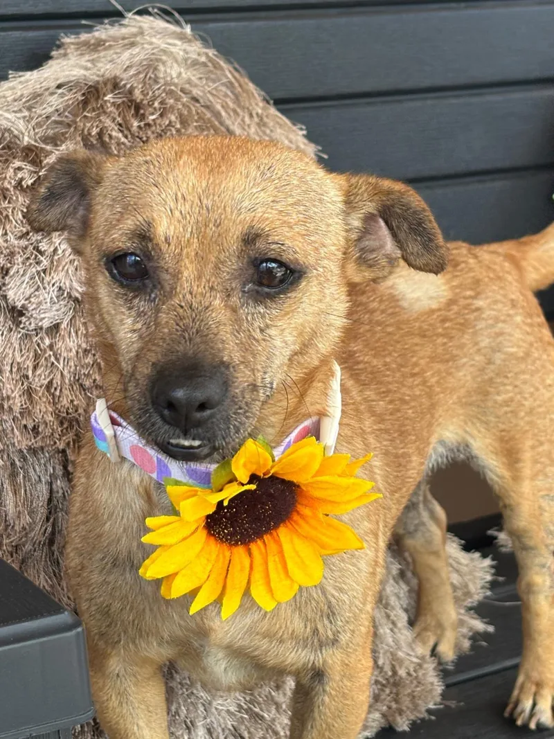 An adult small-sized female Yellow / Tan / Blond / Fawn Chihuahua dog named FRANNY sweetie pie for adoption in New York, NY