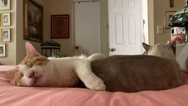 Goodyear And Hugo thumbnail 2