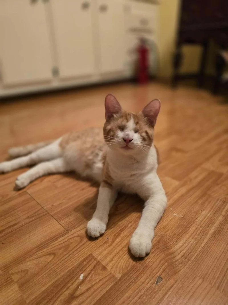 Goodyear And Hugo thumbnail 4