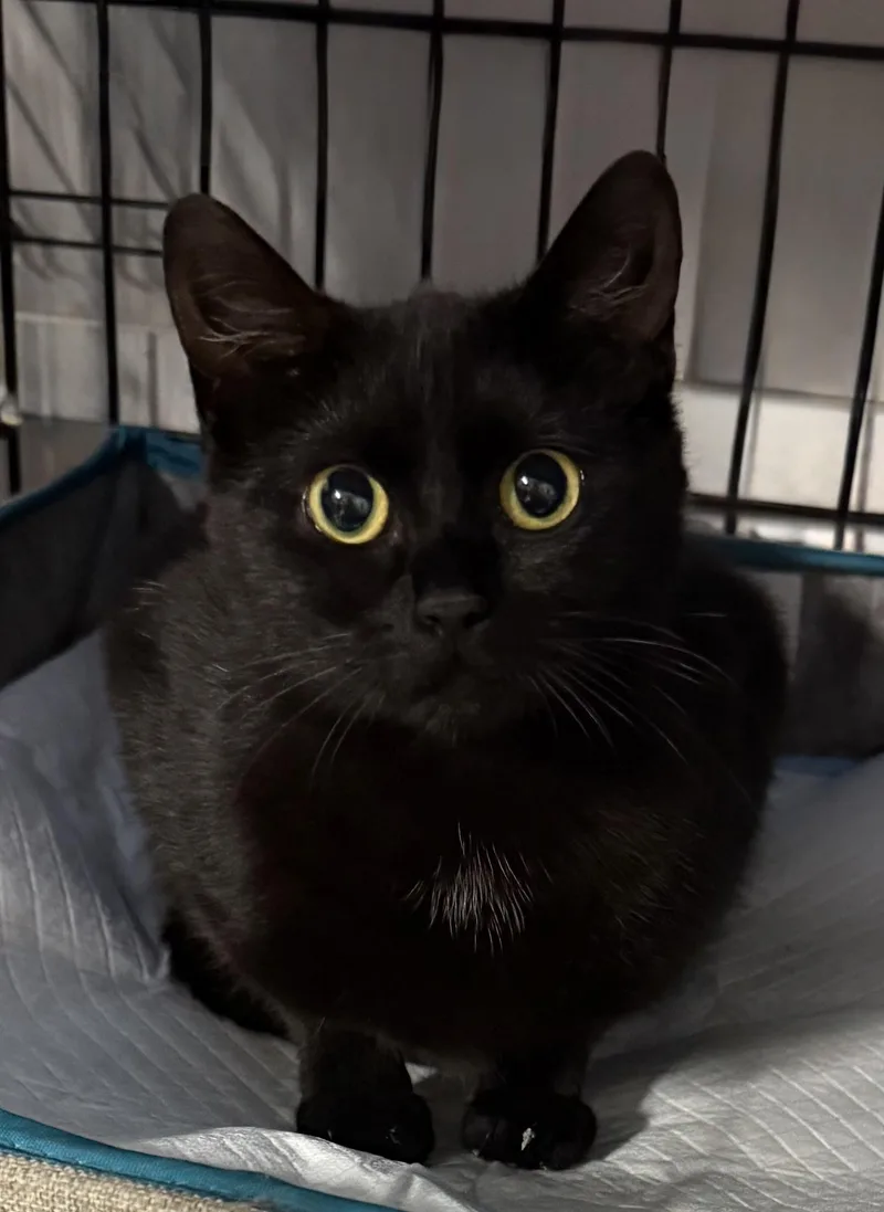 A young medium-sized female Black Domestic Short Hair cat named Romeo and Juliette for adoption in Seneca, SC