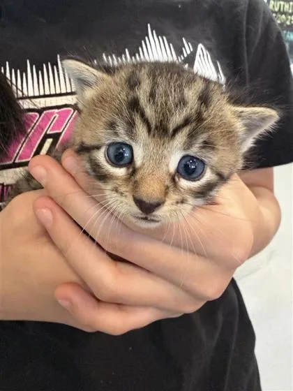A baby small-sized female Domestic Short Hair cat named Hoot for adoption in West Chester, PA
