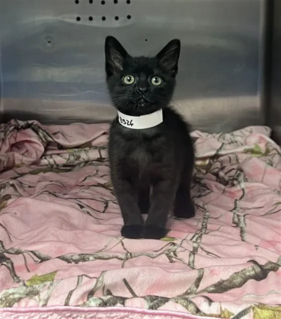 A baby small-sized female Domestic Short Hair cat named April for adoption in Rancho Cucamonga, CA