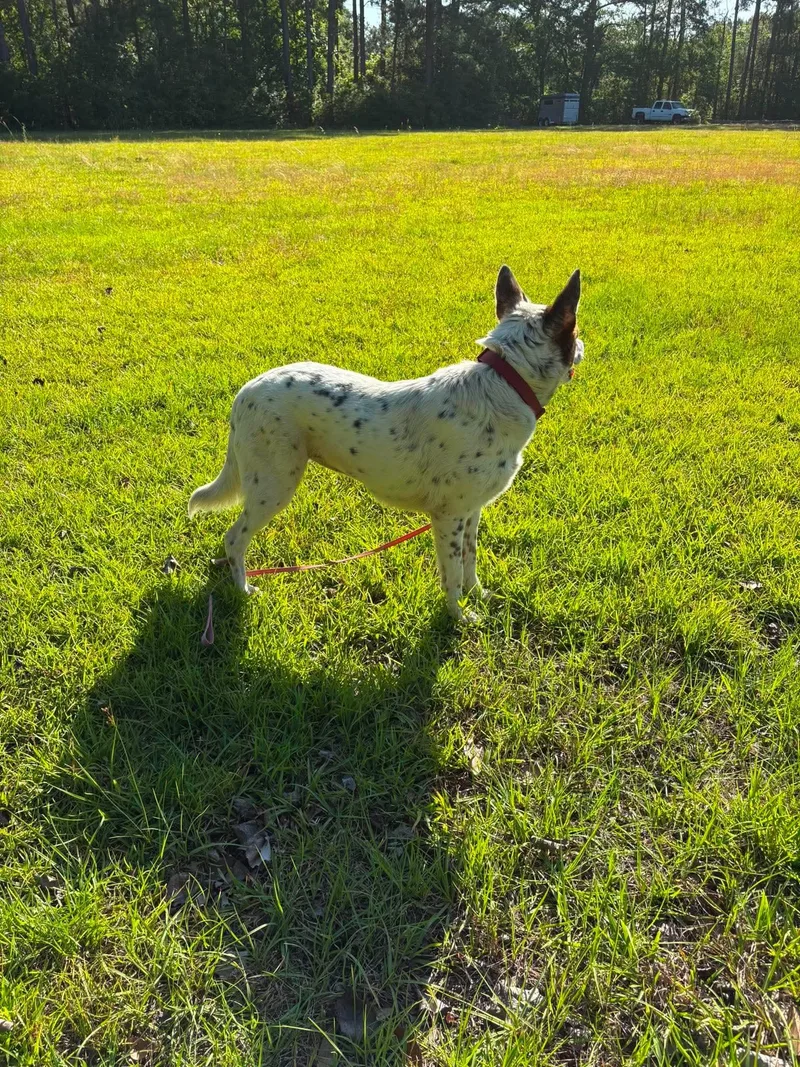 Pippa