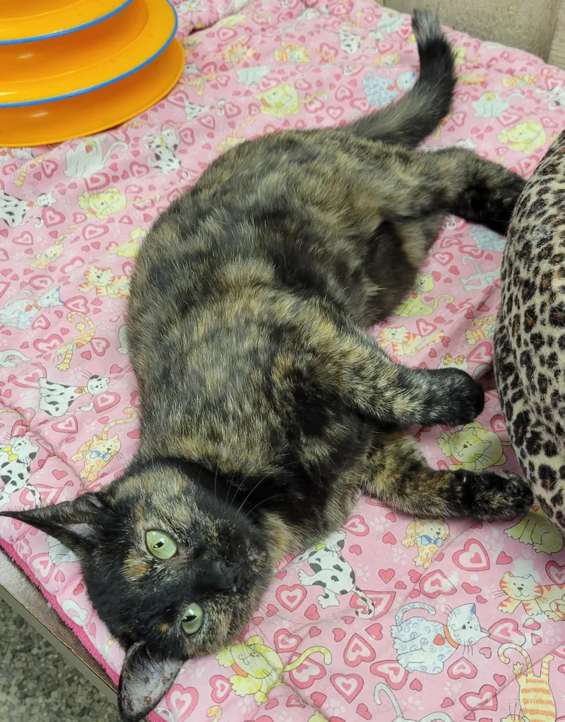 A young small-sized female Tortoiseshell cat named Mama Tortie for adoption in Memphis, TN