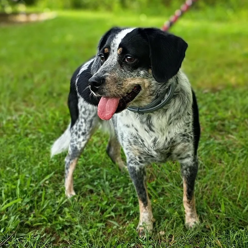 An adult medium-sized female White / Cream Spaniel dog named Pookie for adoption in Maynardville, TN