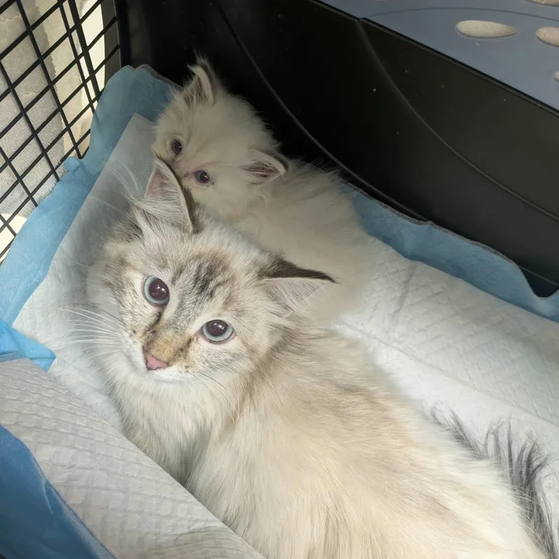 A young medium-sized female Lilac Point Siamese cat named Fridge & Ice Cube for adoption in Milwaukee, WI