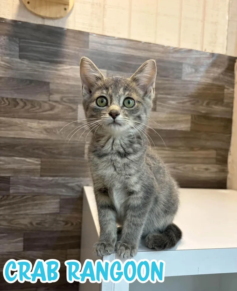 A young medium-sized male Tabby (Gray / Blue / Silver) Domestic Short Hair cat named Crab Rangoon for adoption in Akron, OH