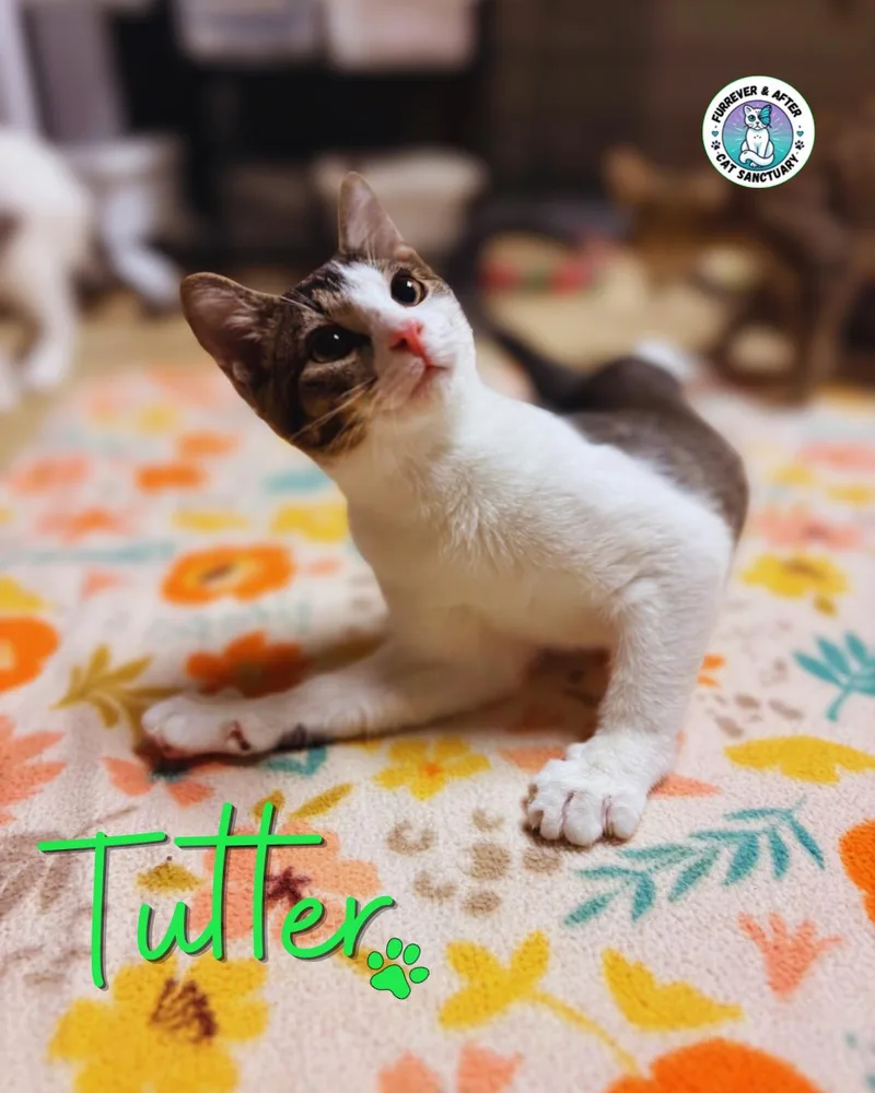 A young medium-sized male Black Domestic Short Hair cat named Tutter for adoption in Austintown, OH