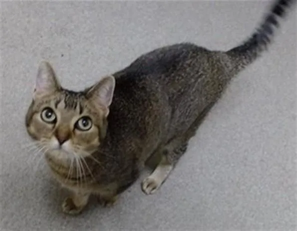 An adult medium-sized female Domestic Short Hair cat named Blossom for adoption in Denver, CO