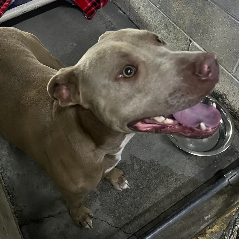 An adult medium-sized male Yellow / Tan / Blond / Fawn Mixed Breed dog named Tyson for adoption in Summerville, SC