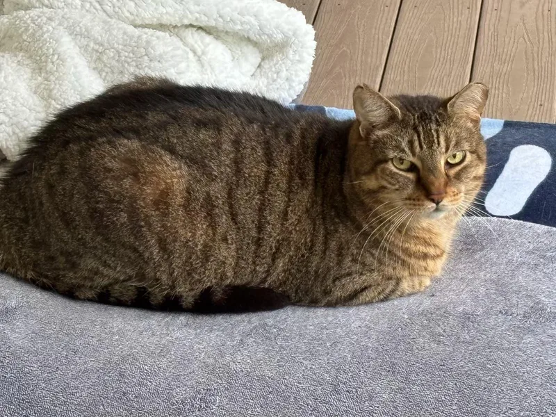 A senior large-sized male Tabby (Brown / Chocolate) Domestic Short Hair cat named Lovey for adoption in Palm Coast, FL