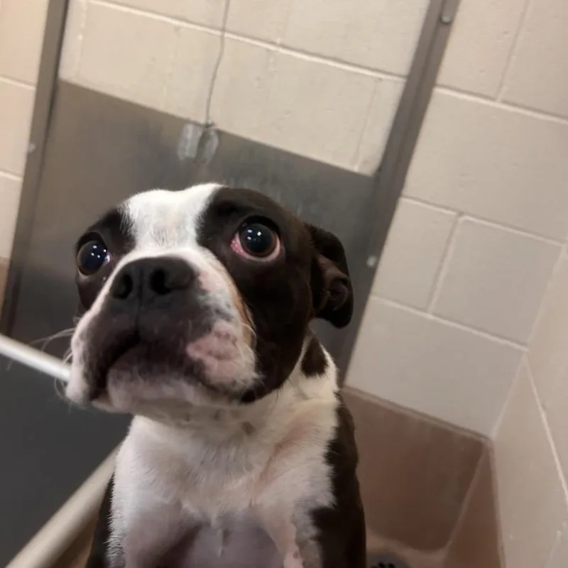 A young small-sized male Black Boston Terrier dog named Reno for adoption in San Mateo, CA