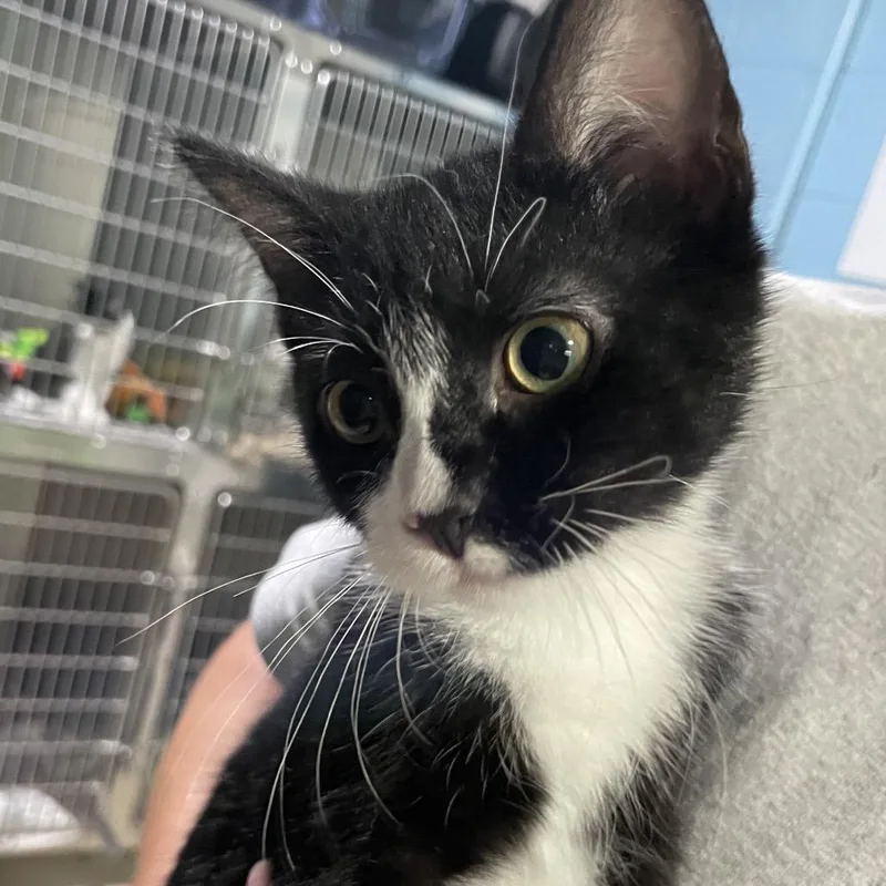 A baby small-sized female Black Domestic Short Hair cat named Piper for adoption in Newport, NC