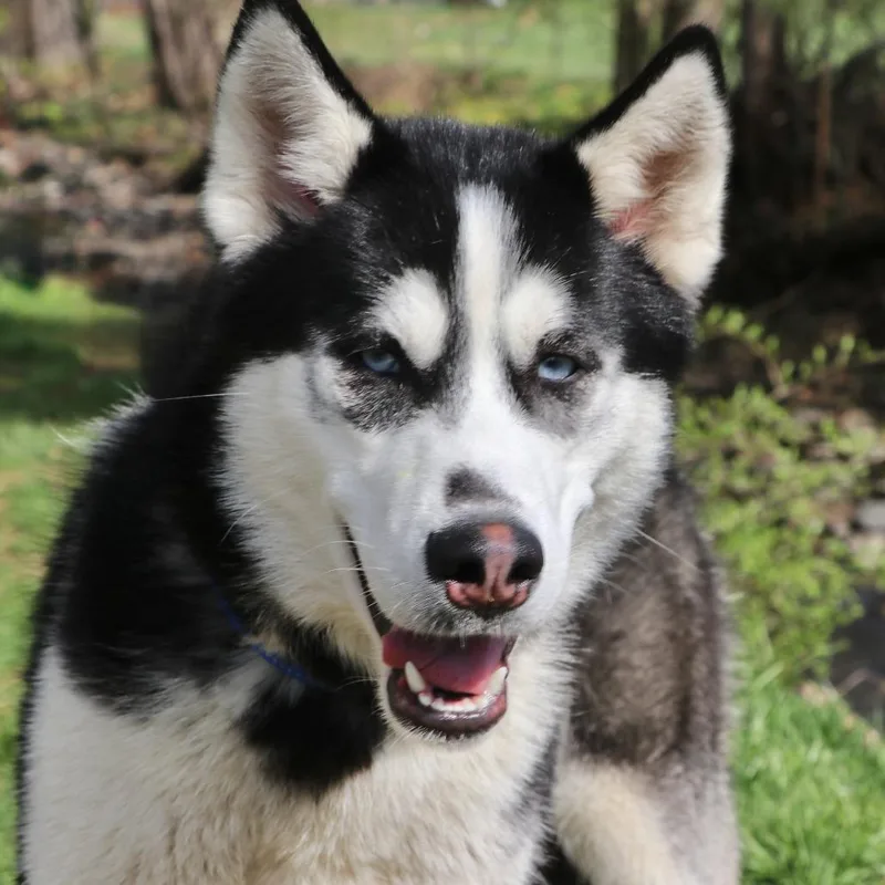 A young medium-sized male Black Husky dog named Shadow for adoption in Allentown, PA
