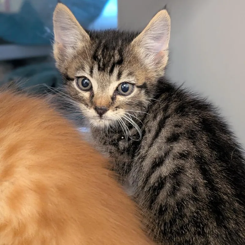 A baby small-sized male Brown / Chocolate Domestic Short Hair cat named Axel for adoption in Buchanan Dam, TX