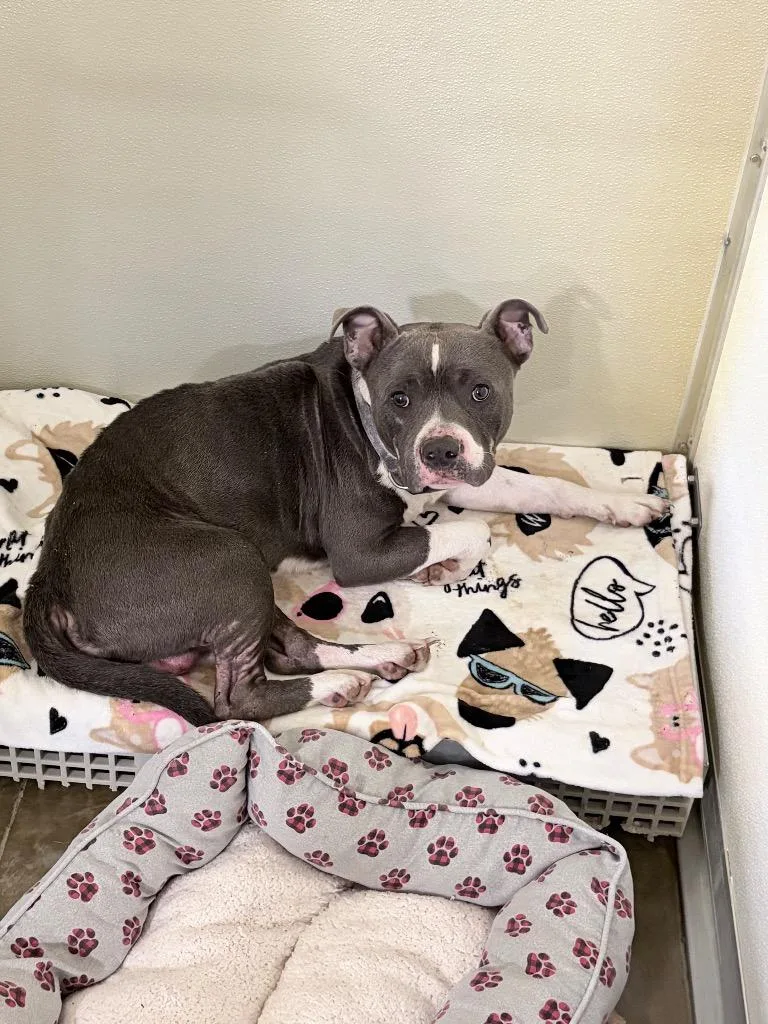 A young medium-sized male American Staffordshire Terrier dog named Leo for adoption in Pierceton, IN