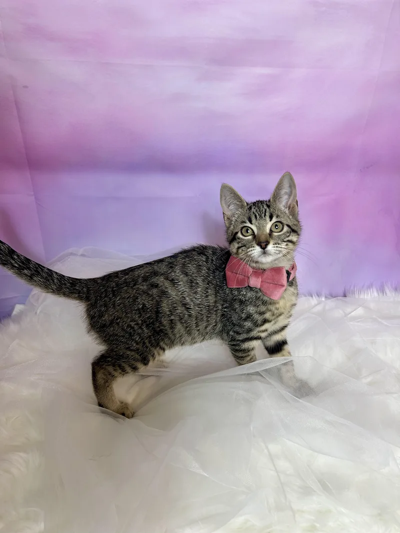 Meuschke thumbnail 3