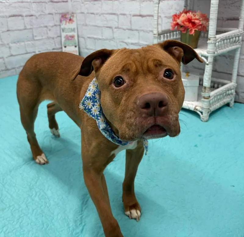 Ruby Red thumbnail 2