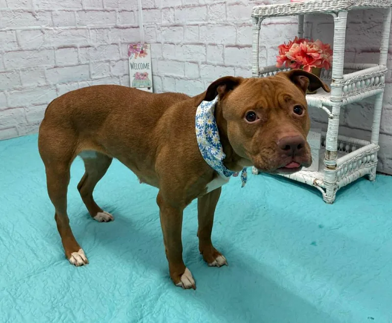 Ruby Red thumbnail 4