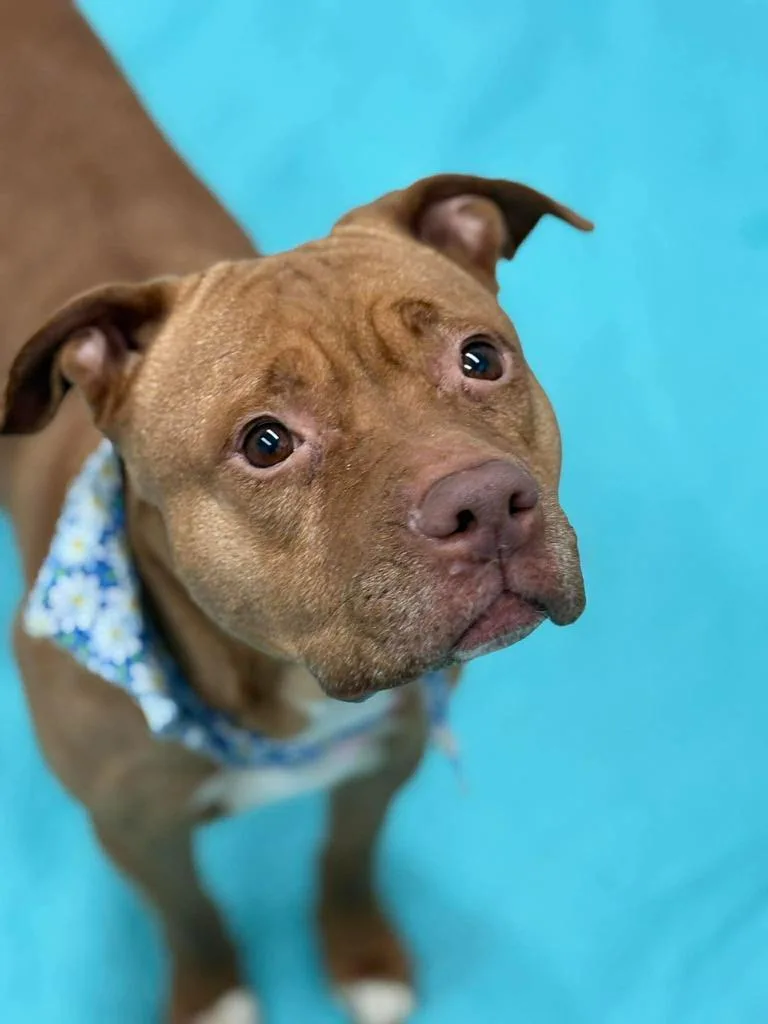 Ruby Red thumbnail 5