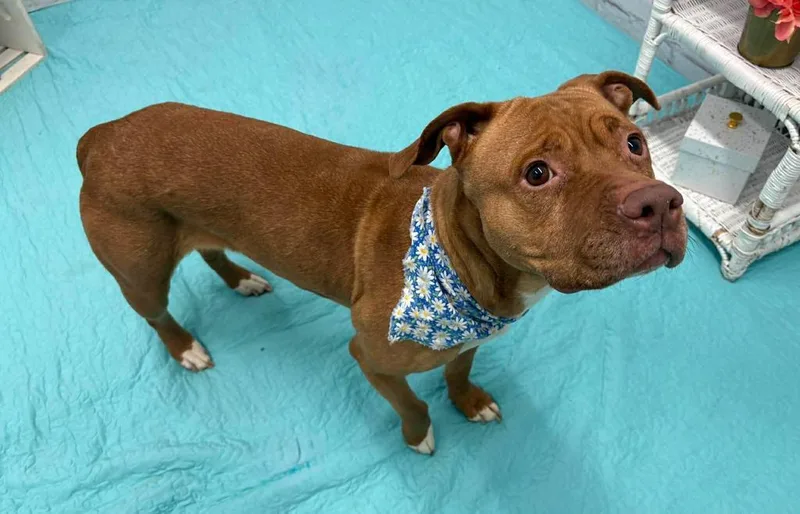 Ruby Red thumbnail 6