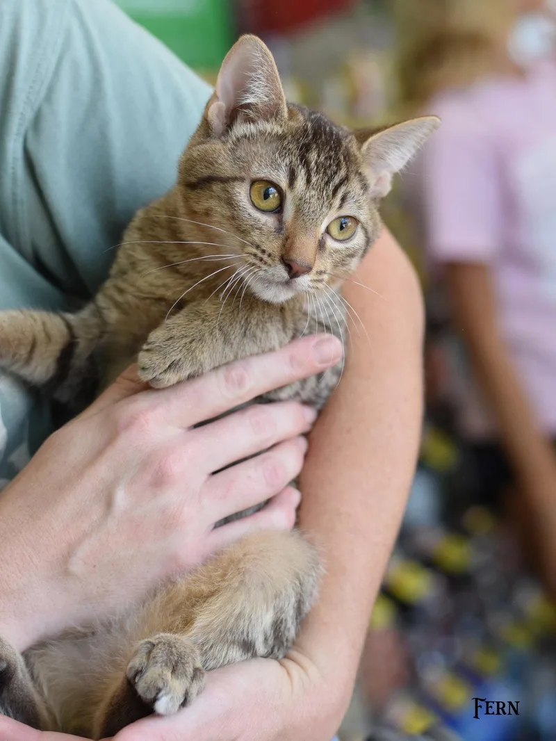 A baby medium-sized male Tabby cat named Fern for adoption in Montgomery, TX