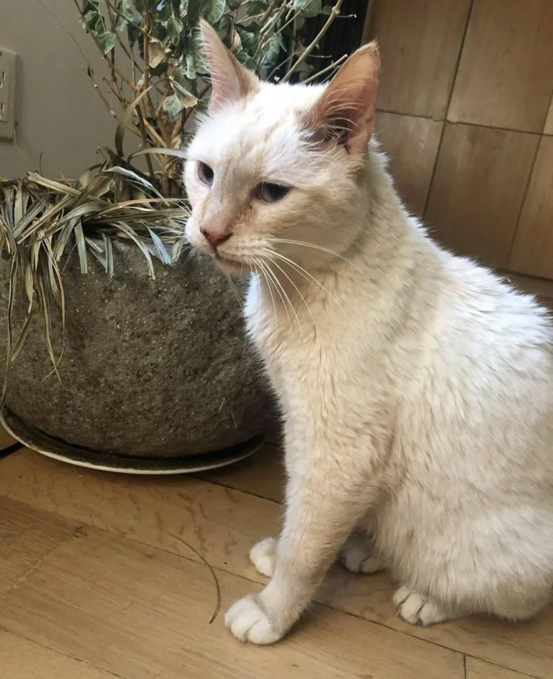 Leo