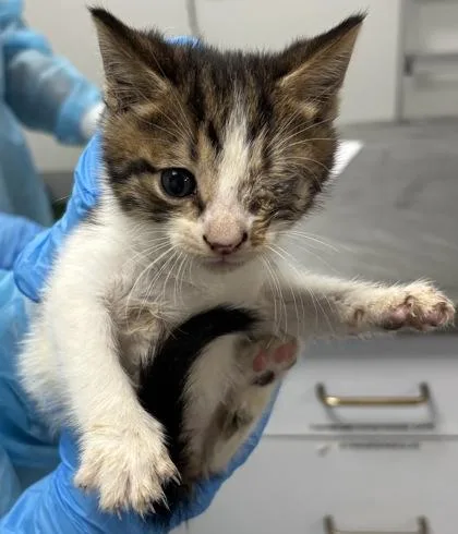 A baby small-sized male Domestic Short Hair cat named 667-26 for adoption in Cumming, GA