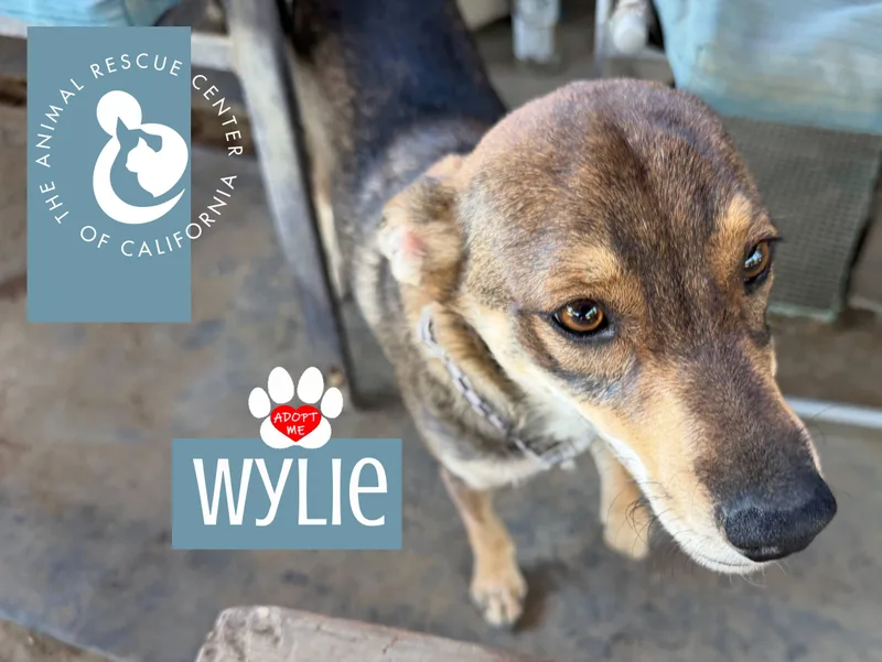 Wylie thumbnail 2